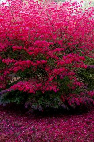 leuchtend rosa und roter brennender Busch im Herbst mit dem Boden darunter, der mit abgefallenen Blättern bedeckt ist