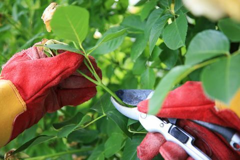 Die Rosenbüsche schneiden