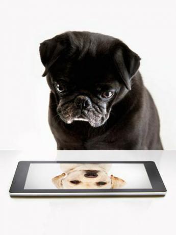 Hund ipad