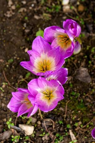 herbstlila krokus blüht im september oktober im garten