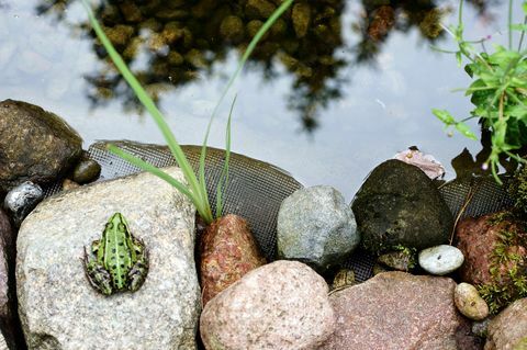 Laubfrosch am Teich