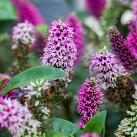 Hebe hebedonna nikka ist ein immergrüner Strauch, eine Pflanze aus der Familie der Plantaginaceae