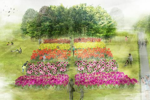 Dahlienillustration für RHS-Blumenschau Tatton Park 2019