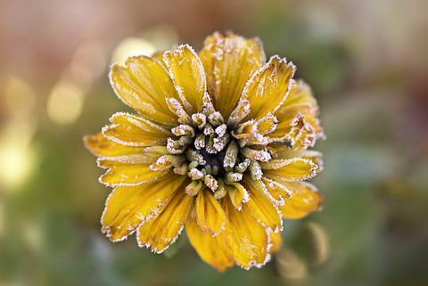 Bereifte gelbe Rudbeckiablume alias Coneflower