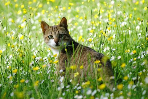 Katze im Gras