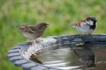 3 Möglichkeiten, Garden Birds in diesem Winter zu helfen