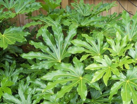 tropische-pflanzen-fatsia-japonica