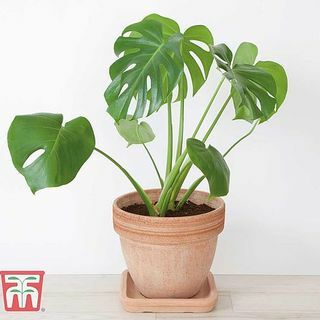 Monstera deliciosa, Schweizer Käsepflanze