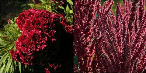 Rote Blüten: Roter Amaranthus und rote Celosia