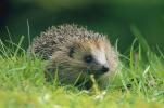 Hausbesitzer ermutigt, "Hedgehog Highways" in ihren Gärten zu erstellen