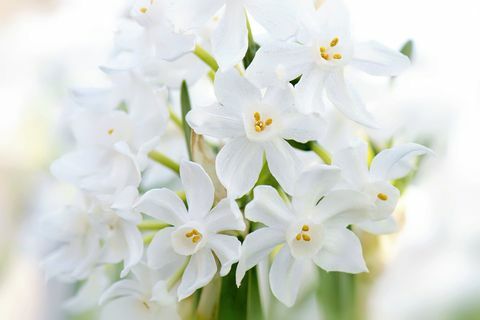 'Paper White' Narzissen - Narcissus panizzianus white Frühlingsblühende Narzissen