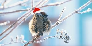 lustiger flaumiger Spatz in einem festlichen roten Hut, der auf den Niederlassungen bedeckt mit weißem flaumigem Frost im Weihnachtspark sitzt