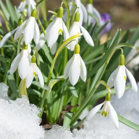 Galanthus woronowii Schneeglöckchen