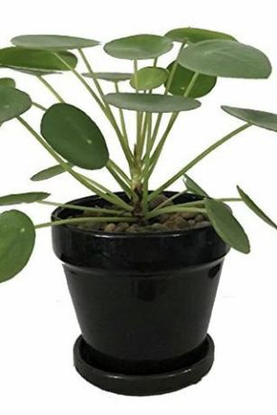 Pilea peperomioides, 4-Zoll-Topf