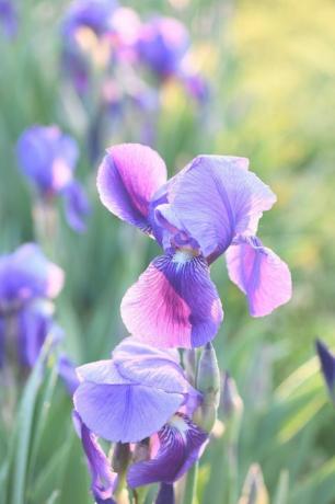 Iris hat auch früh geblüht