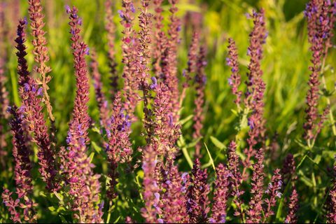 grenzpflanze, blühender gartensalbei gemeiner salbei, kulinarischer salbei, salvia officinalis feld von frischen lila blumen rosa sommerwiese salbei hintergrund