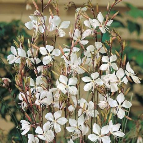 Gaura Lindheimeri