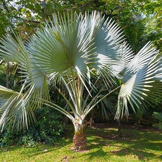 Winterharte Fächerpalme Trachycarpus fortunei