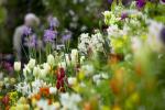 Mit dem Geheimtipp RHS Flower Show bringen Gärtner ihre Blumen auf Befehl zum Blühen