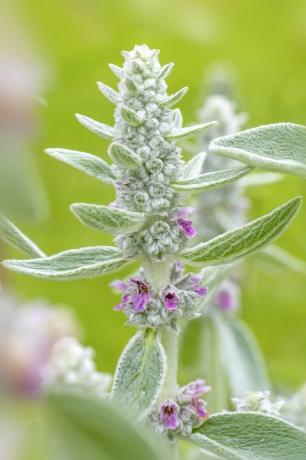 Lammohrpflanze im Garten