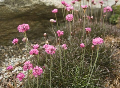 Steingarten-Blumen