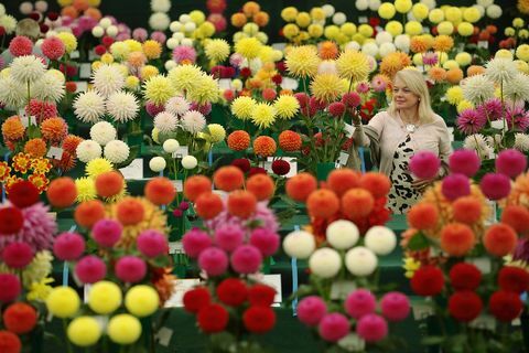 Die National Dahlia Society Show auf der RHS Wisley Flower Show 2016