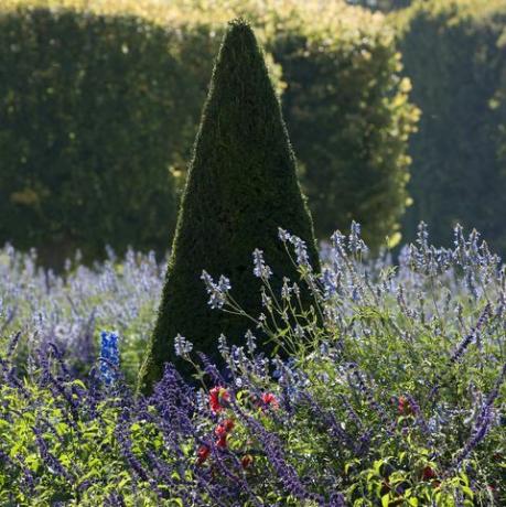 beschnittene konisch geformte Eiben Taxus und Lavendel Lavandula, Frankreich