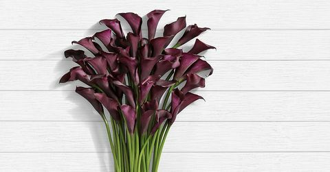 ProFlowers Schwarze Callas