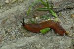 Doppelte Menge giftiger Raupen und Superslugs, die in diesem Frühjahr in die britischen Gärten eindringen werden