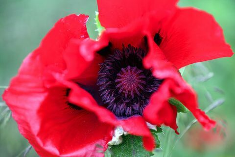 Eine Mohnblume bei Chelsea Flower Show, 2015