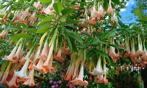 Giftgarten: Stechapfelblüten