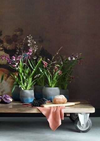 Cambria: Orchideen, die den Harmonize-Trend annehmen