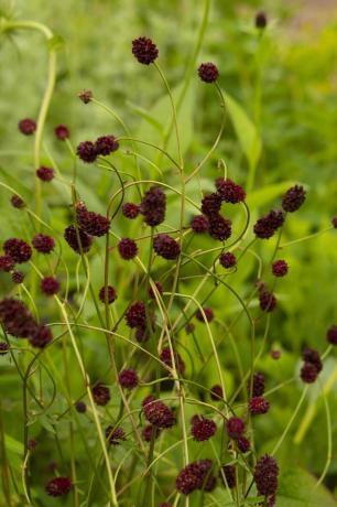 RhS-Garten für eine grüne Zukunft, entworfen von Jamie Butterworth, Hampton Court Palace Garden Festival 2021