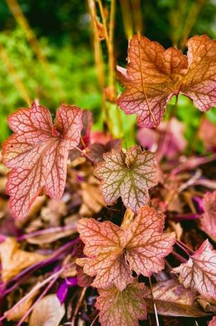 Nahaufnahme von Karneval Wassermelonen Heuchera im Frühherbst Staudengarten