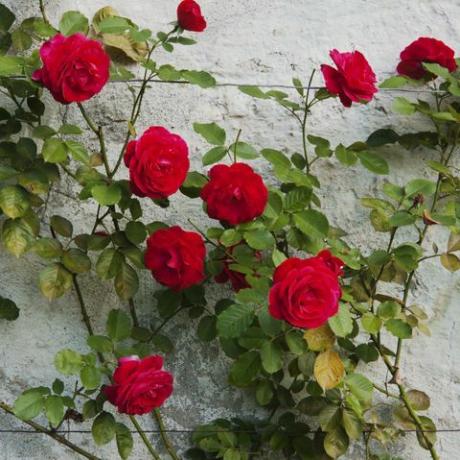 rote Rosen im Garten