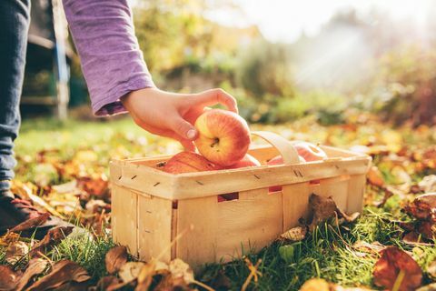 Äpfel im Garten