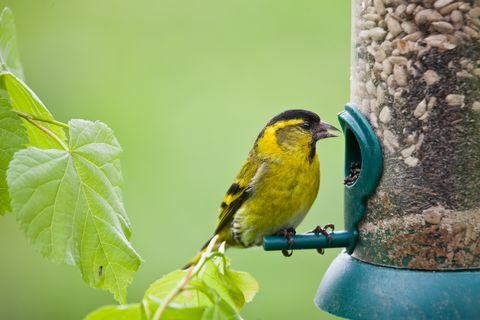 Stieglitzvogel, der von der Zufuhr isst