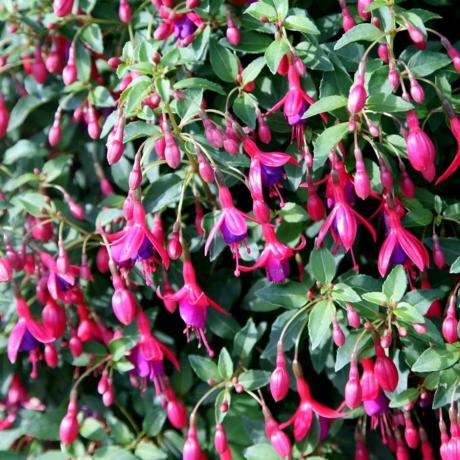 Fuchsie 'Tom Thumb'