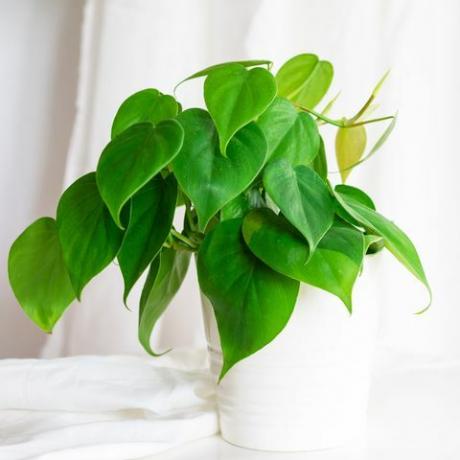 Zimmerpflanze Herzblatt Philodendron Rebe im weißen Topf