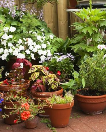 Eine Sammlung von Topfpflanzen und Blumen in Behältern in einem städtischen Garten mit Holzzaun und Terrassensteinen kurz nach einem Sommerregen