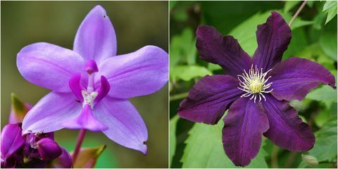 Lila Blüten: Lila Clematis und Lila Orchidee