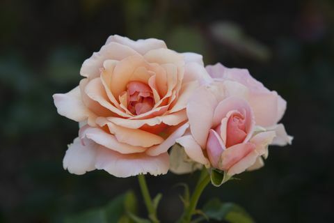 Rosa Rosen bei Merrick Rose Garden