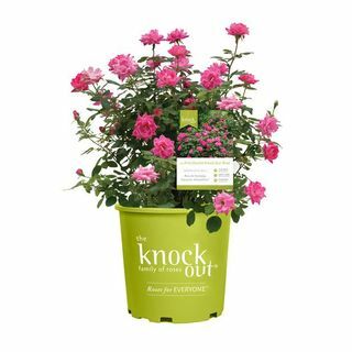 2 Gal. Doppelte Rosenpflanze