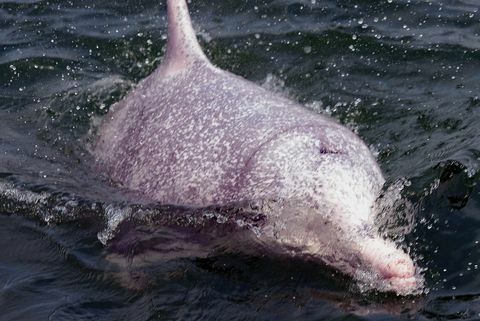Hong Kong Naturschutz Umwelt Tier Delphin