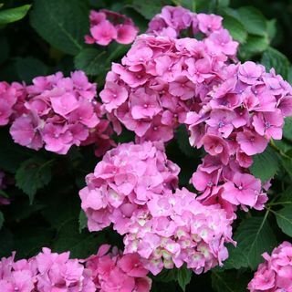 Hortensie Macrophylla 'Altona'