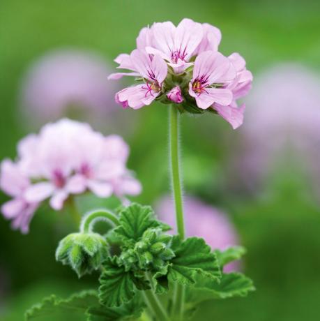 Pelargonie 'Attar of Roses'