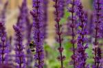 6 Möglichkeiten zum Schutz von Garten und Pflanzen bei heißem Wetter