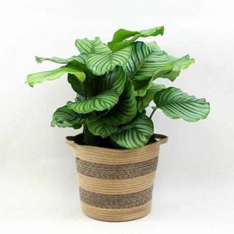 Calathea Orbifolia