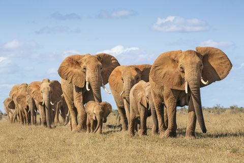 Kenia, Taita-Taveta-Grafschaft, Tsavo-Ostnationalpark, Herde der afrikanischen Elefanten (Loxodonta Africana) bewegend in einzelne Datei