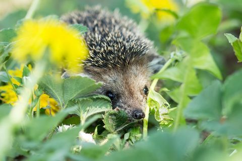 Neugieriger Igel im Gras